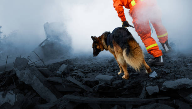 Cão resgatado e telhado parcialmente destruído após incêndio que devastou duas residências em Margate