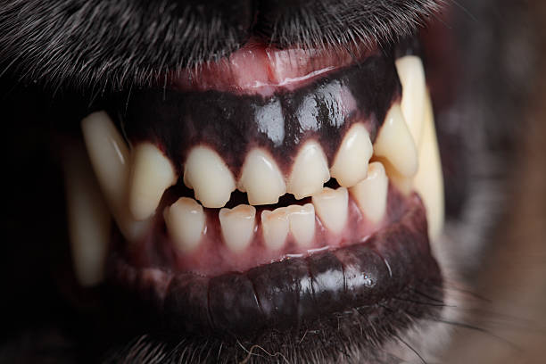 Mulher transportada de helicóptero após ser atacada por um cão em Hialeah; o cão foi detido