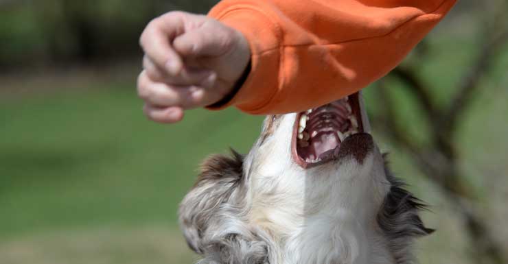 Criança de 7 anos é hospitalizada após ataque de cachorro na Flórida