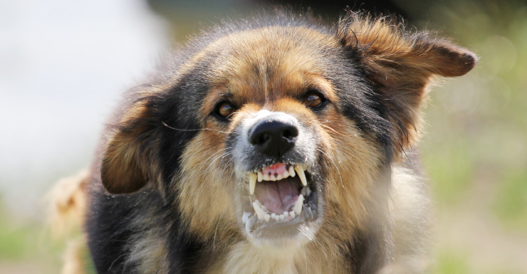 Criança é hospitalizada após ser mordida por cachorro no noroeste de Miami-Dade
