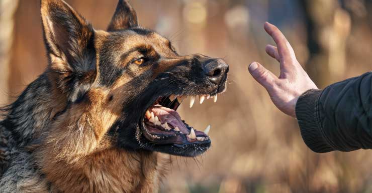 Homem é hospitalizado após ser atacado por 3 cães em bairro residencial de West Park