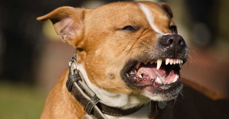 Menina de 2 anos é hospitalizada após ser atacada por Rottweiler em Fort Lauderdale.