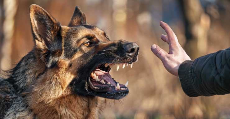 Duas pessoas são hospitalizadas após serem mordidas por cachorro em North Miami