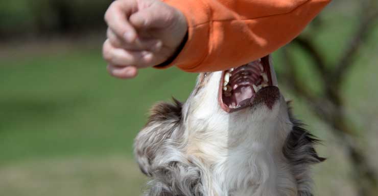 Mulher de 70 anos em Orlando morde pit bull para salvar seu cachorro durante ataque