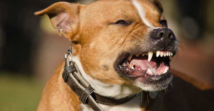 Mulher se recupera após ser atacada por cachorro em Fort Lauderdale