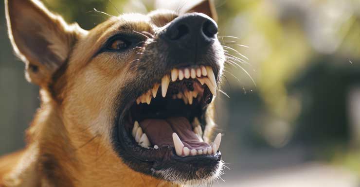 Delegados encontram ataque de cães em Redland e matam dois animais “grandes e agressivos”