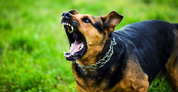 Motorista de entrega processa morador de Summerfield após ataque de cães