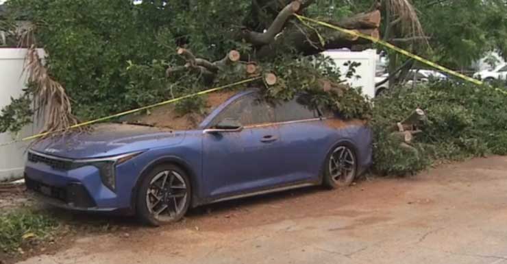 Carro é esmagado por árvore durante tempestade em Hollywood; não há registro de feridos