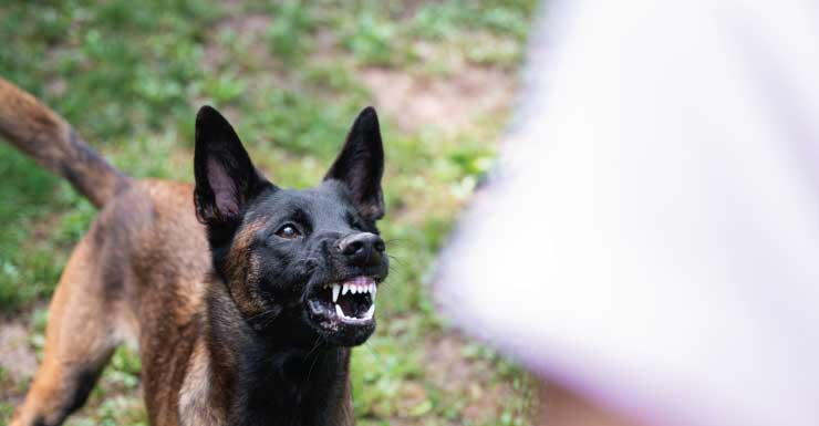 Duas pessoas ficam feridas em ataque de cachorro em Ocklawaha, dizem bombeiros do Condado de Marion